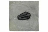 Calymene Niagarensis Trilobite Fossil - New York #269949-1